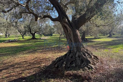 Landejendom i Ostuni, Brindisi, Ostuni - € 53.000 | Ref: 172821 - foto 12